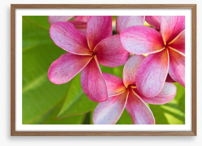 Pink frangipani