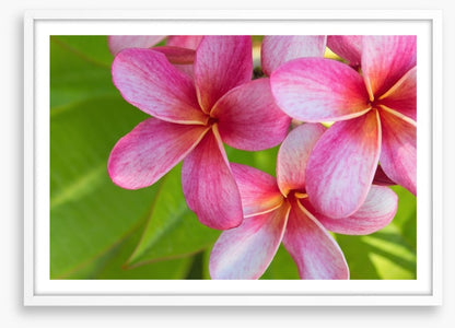 Pink frangipani