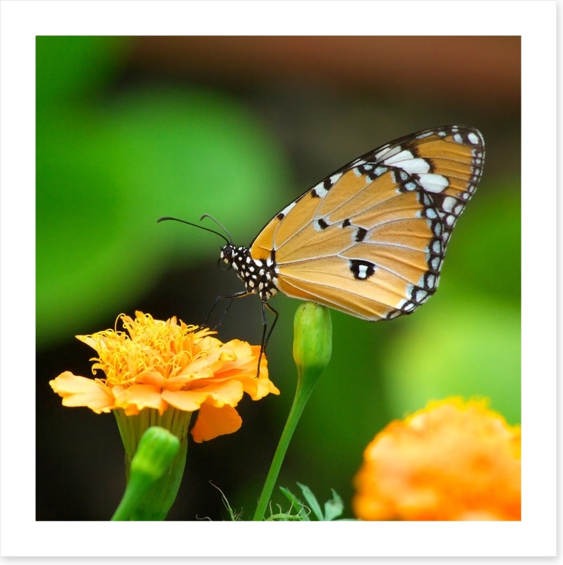 Insects
