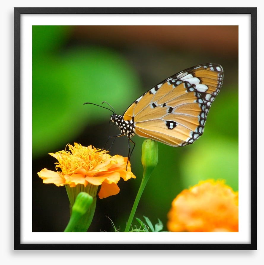 Insects