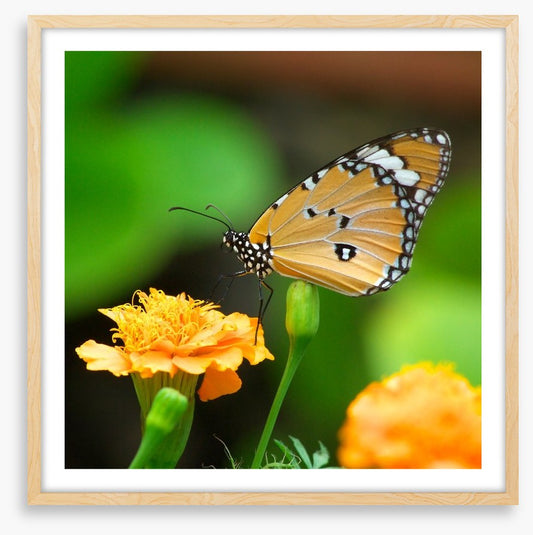 Insects