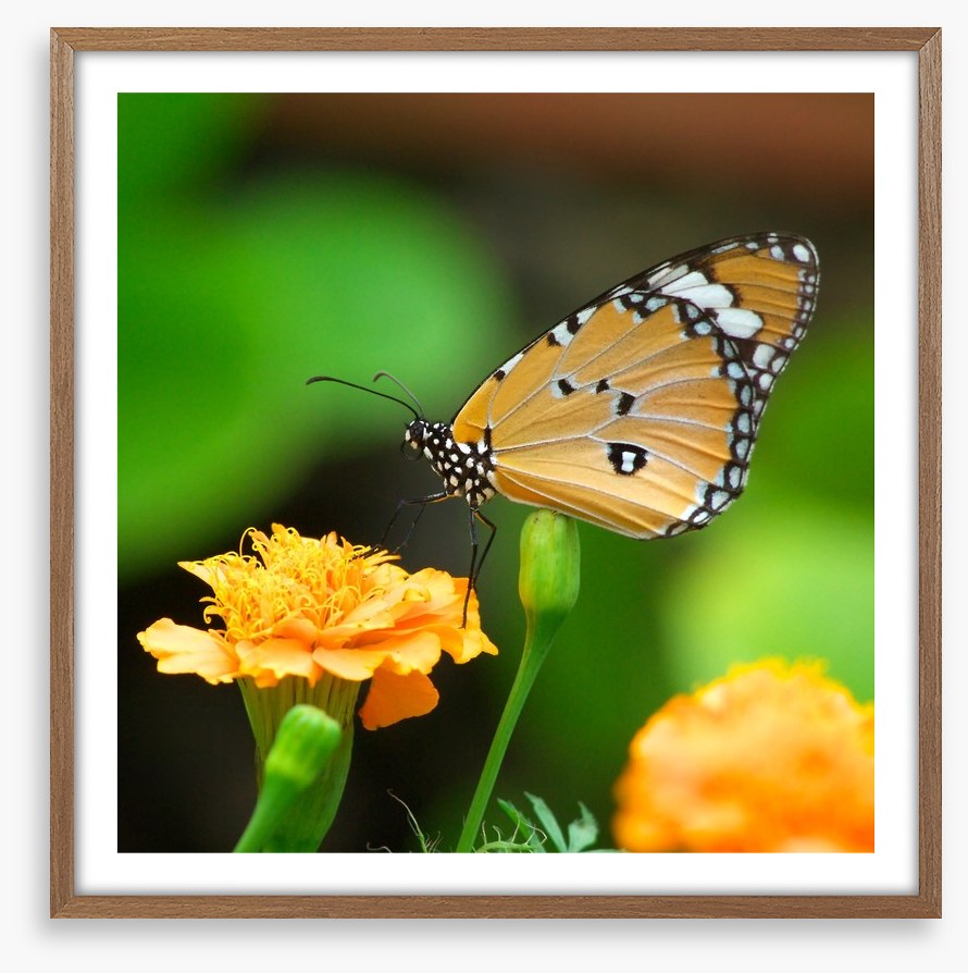 Insects