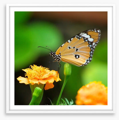Insects