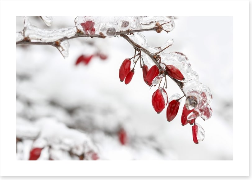Frozen berberis
