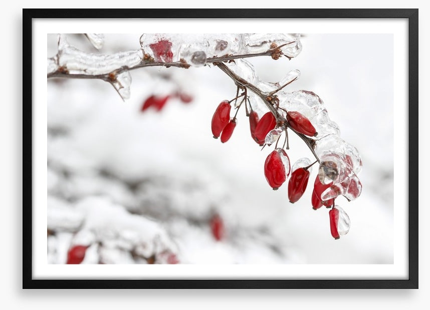 Frozen berberis