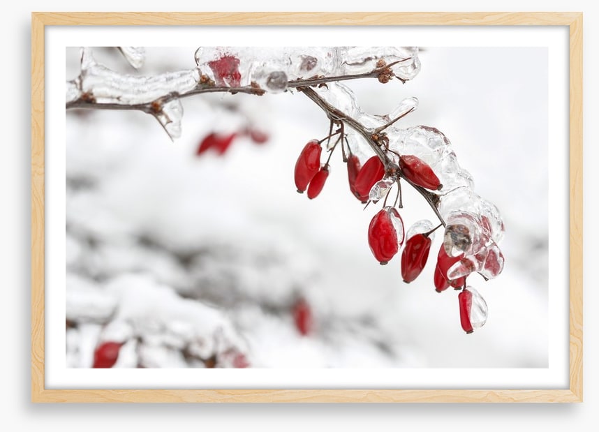 Frozen berberis