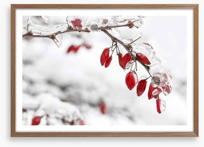 Frozen berberis