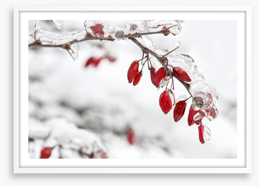 Frozen berberis