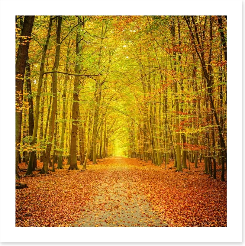Autumn forest path