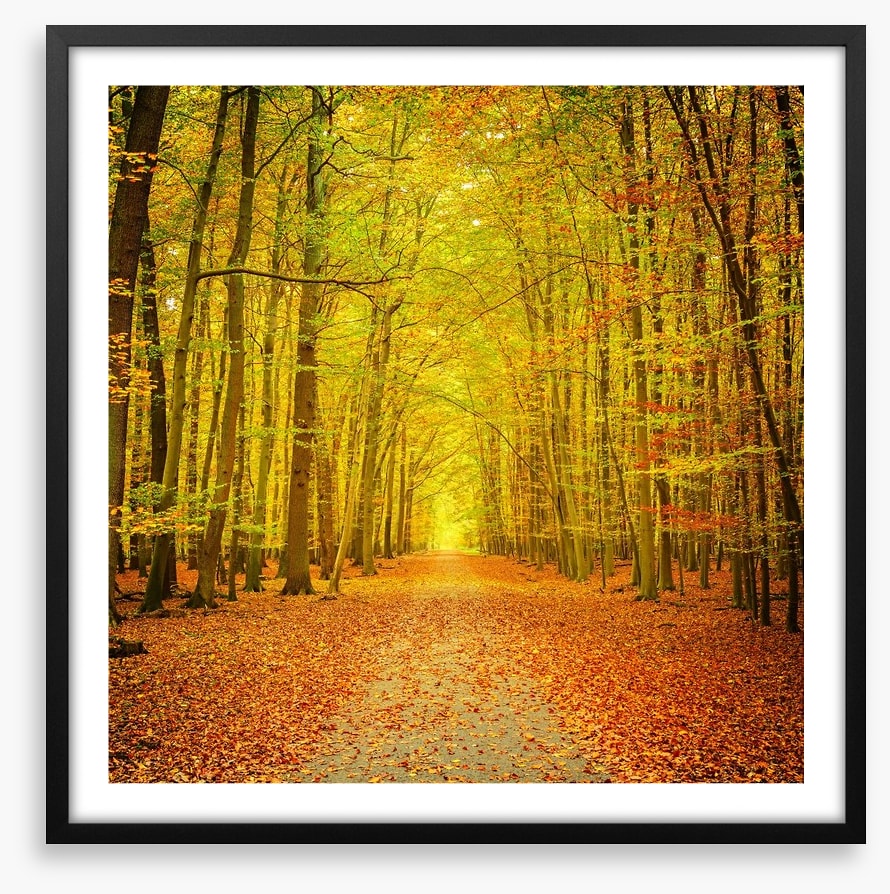 Autumn forest path
