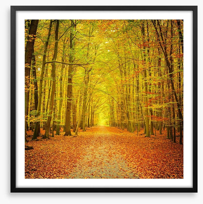 Autumn forest path