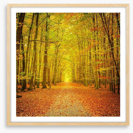 Autumn forest path
