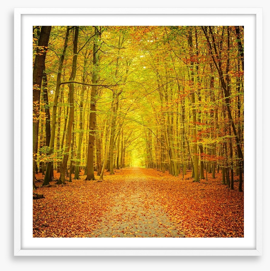 Autumn forest path