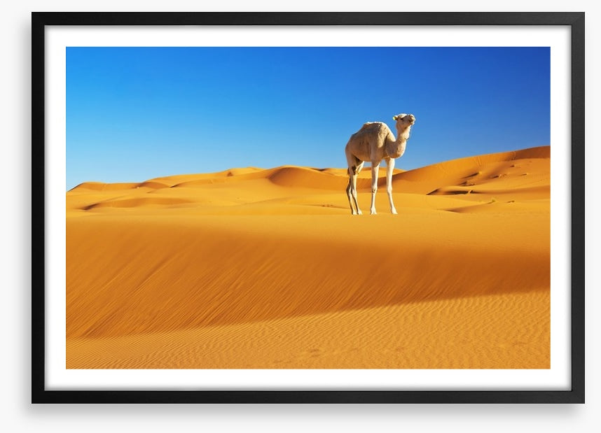 Desert