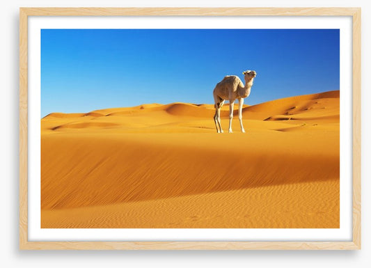 Desert