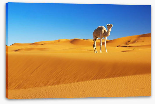 Desert