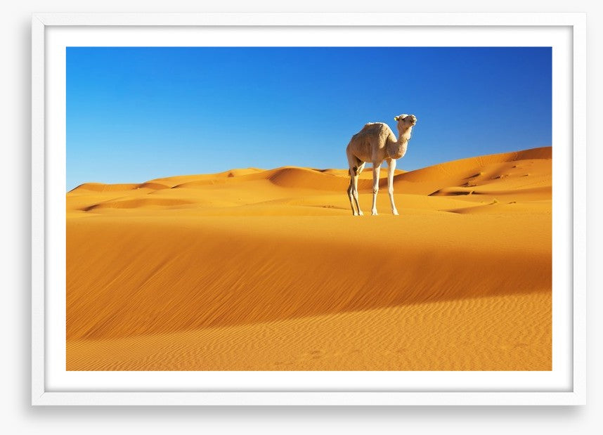 Desert