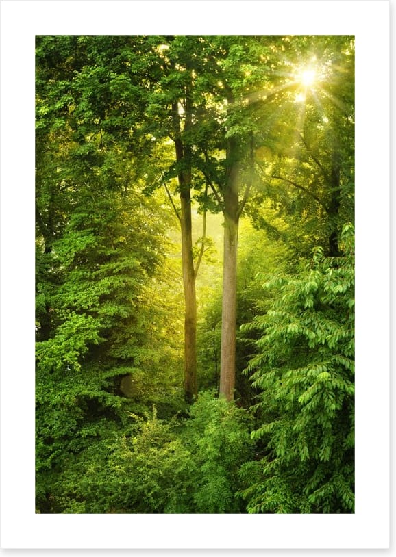 Green forest sunbeam