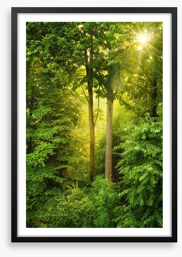 Green forest sunbeam