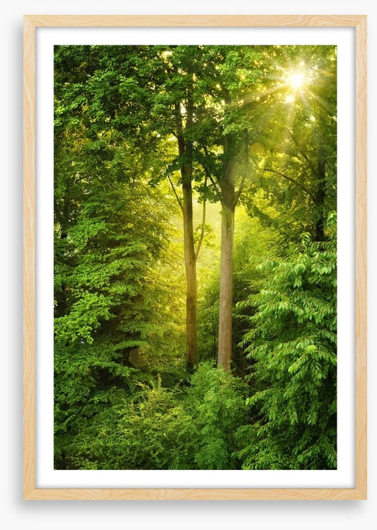 Green forest sunbeam