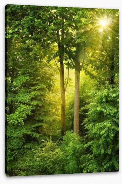 Green forest sunbeam