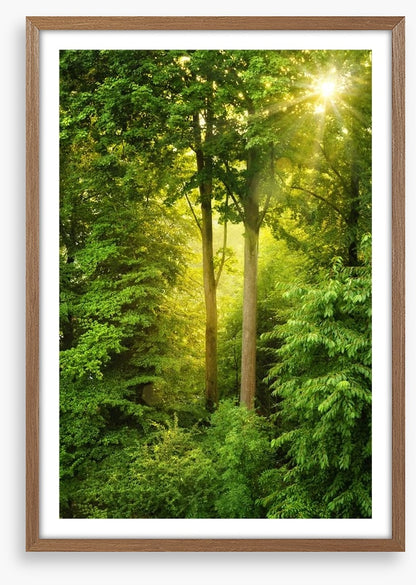 Green forest sunbeam