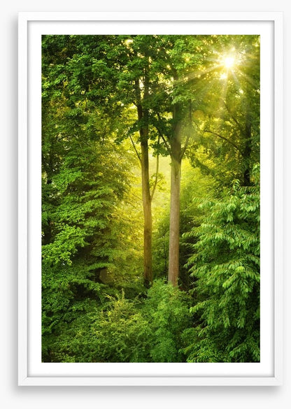 Green forest sunbeam