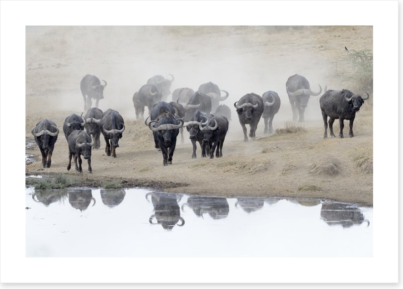 Buffalo mirror