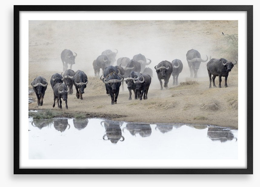 Buffalo mirror
