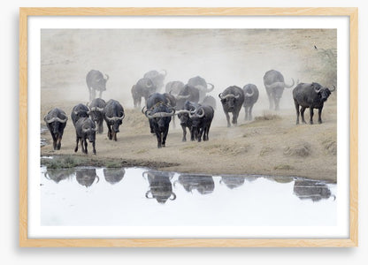 Buffalo mirror