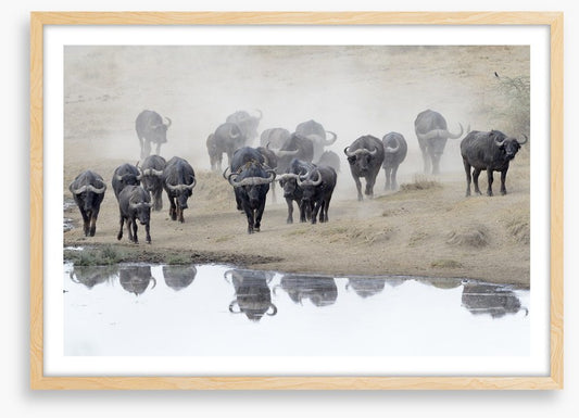 Buffalo mirror