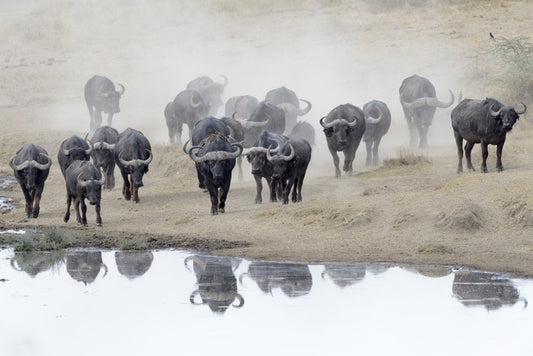 Buffalo mirror