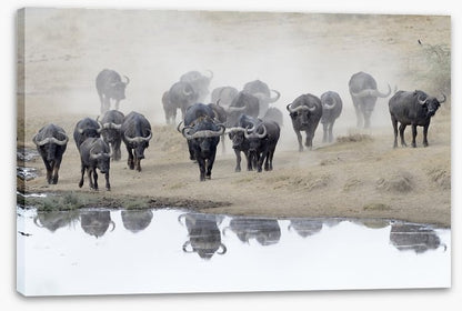 Buffalo mirror