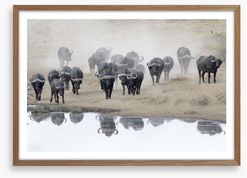 Buffalo mirror