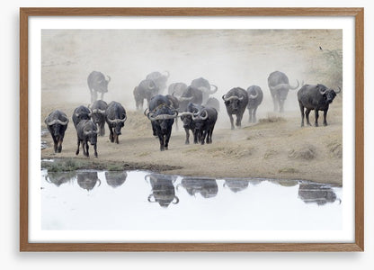 Buffalo mirror