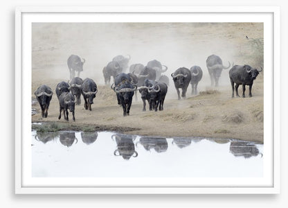 Buffalo mirror