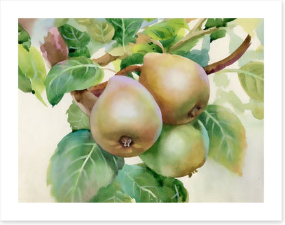 Pears on a branch