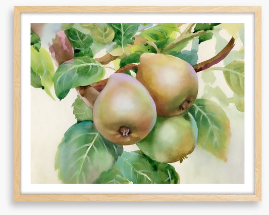 Pears on a branch