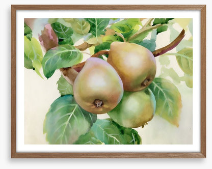 Pears on a branch