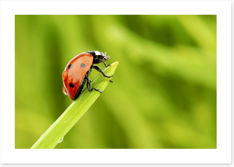 Insects