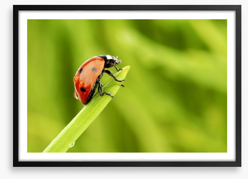 Insects