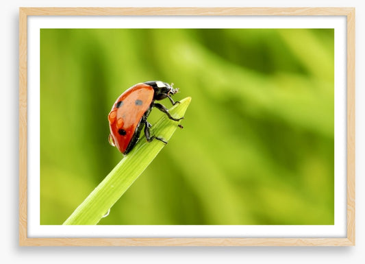 Insects