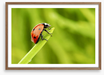 Insects