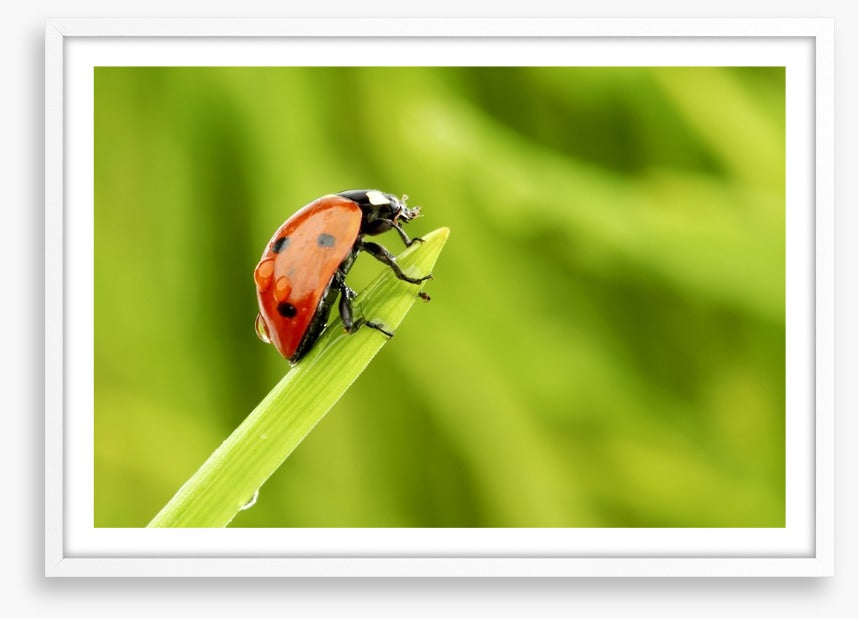 Insects