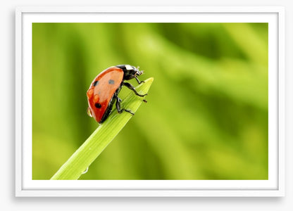 Insects
