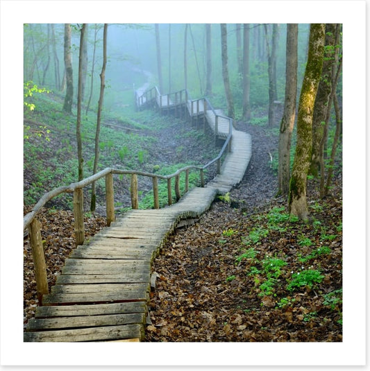 The forest stairway