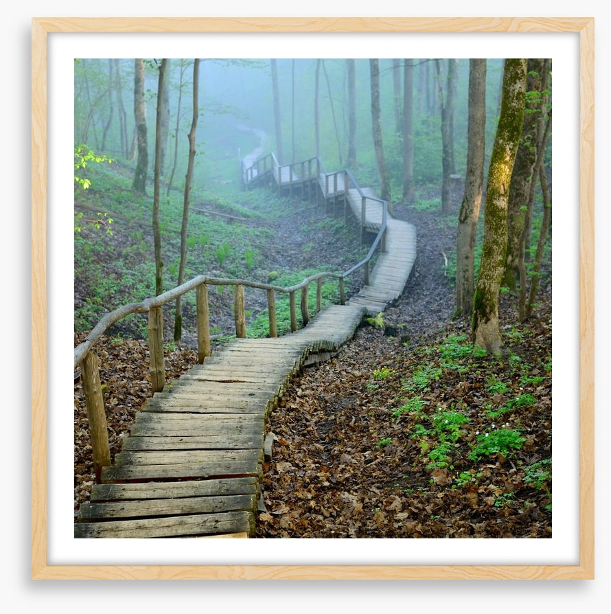 The forest stairway
