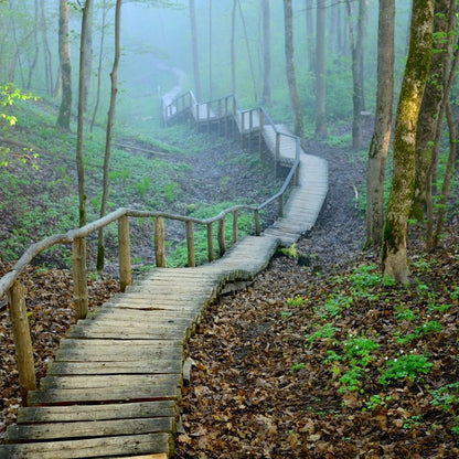 The forest stairway