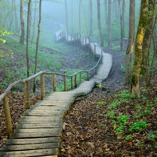 The forest stairway