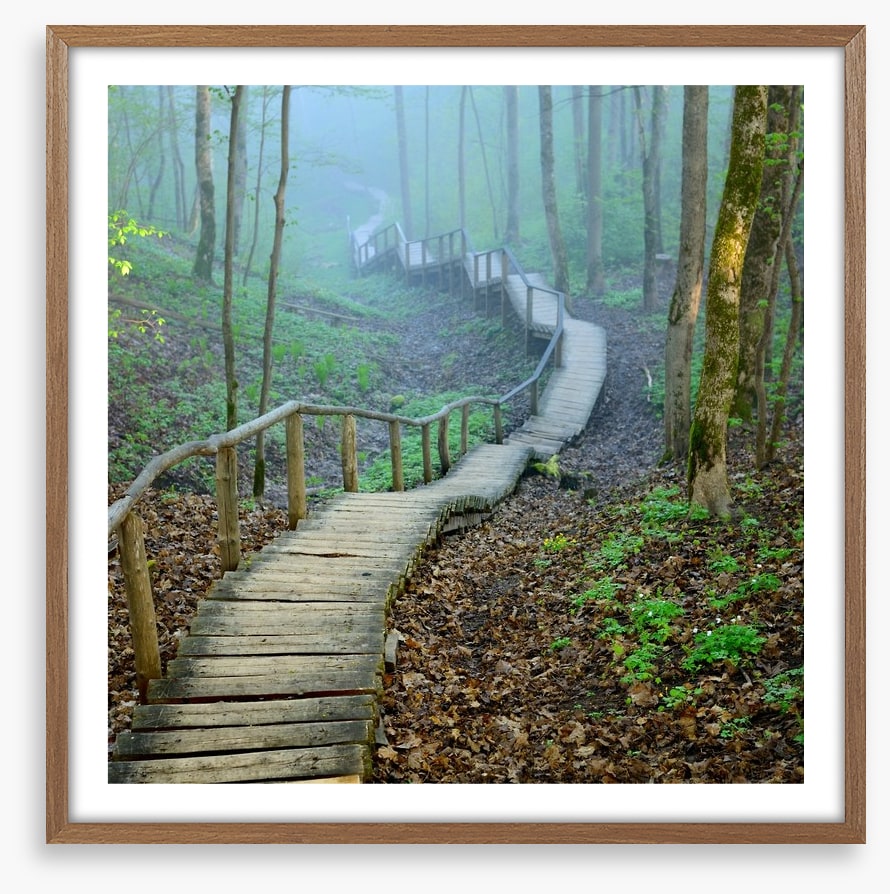 The forest stairway